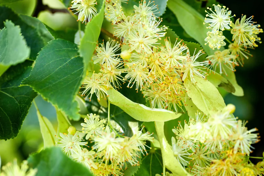 Kwiat lipy od dawna stosowany jest w ziołolecznictwie 