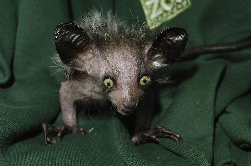 Aj-aj jest znany również pod nazwą „palczak madagaskarski”. Można się łatwo domyślić, że spotkamy go wyłącznie na największej afrykańskiej wyspie. Małpiatki są największym, prowadzącym nocny tryb życia, przedstawicielem naczelnych. W latach 1933-1957 uważano je za wymarłe, ale na szczęście gatunek przetrwał. Aj-aj jest znany również pod nazwą „palczak madagaskarski”. Można się łatwo domyślić, że spotkamy go wyłącznie na największej afrykańskiej wyspie. Małpiatki są największym, prowadzącym nocny tryb życia, przedstawicielem naczelnych. W latach 1933-1957 uważano je za wymarłe, ale na szczęście gatunek przetrwał.