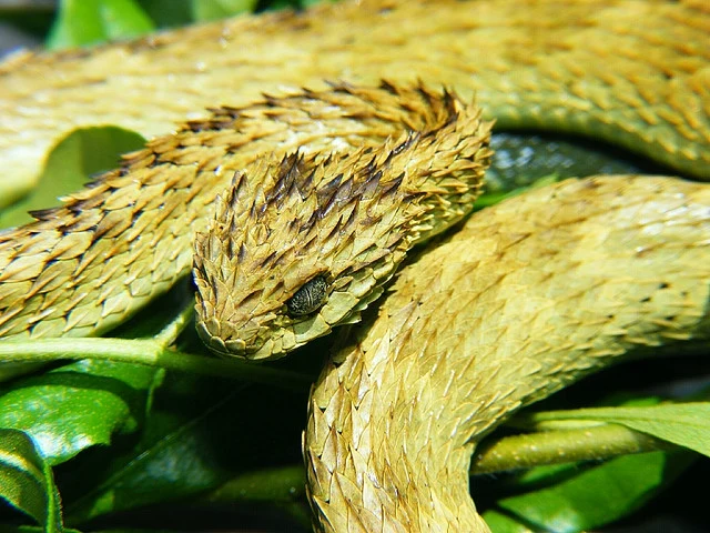 Atheris hispida to wąż z rodziny żmijowatych. Jest on endemiczny dla Afryki Środkowej, a jego charakterystyczną cechą są wypukłe łuski grzbietowe, dlatego też bywa nazywany żmiją kolczastą. Osiąga maksymalnie 73 centymetry długości, a jego ugryzienie jest w stanie zabić dorosłego człowieka. Mateusz Zajega Atheris hispida to wąż z rodziny żmijowatych. Jest on endemiczny dla Afryki Środkowej, a jego charakterystyczną cechą są wypukłe łuski grzbietowe, dlatego też bywa nazywany żmiją kolczastą. Osiąga maksymalnie 73 centymetry długości, a jego ugryzienie jest w stanie zabić dorosłego człowieka. Mateusz Zajega
