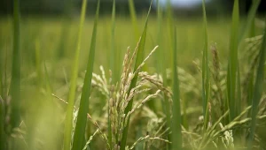 Od najwyższej stawki podatku od nieruchomości można się uwolnić, zaprzestając wykorzystywania ich do takiej działalności. 