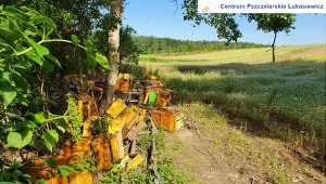 ​Świętokrzyskie: Ktoś zniszczył prawie 160 uli