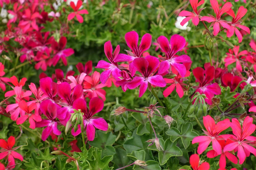 Pelargonia bluszczolistna za sprawą zwisającego lub płożącego się pokroju wspaniale prezentuje się w koszu u szczytu balkonu (najlepiej od strony wschodniej, bo wymaga dużej ilości światła, ale nie lubi pełnego słońca). Regularnie ją podlewamy (nie zraszamy) i dokarmiamy nawozem wieloskładnikowym. Pelargonia bluszczolistna za sprawą zwisającego lub płożącego się pokroju wspaniale prezentuje się w koszu u szczytu balkonu (najlepiej od strony wschodniej, bo wymaga dużej ilości światła, ale nie lubi pełnego słońca). Regularnie ją podlewamy (nie zraszamy) i dokarmiamy nawozem wieloskładnikowym.