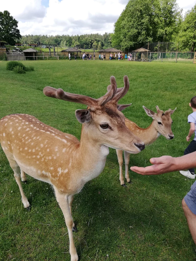 Park Dzikich Zwierząt w Kadzidłowie to miejsce dla całej rodziny! 