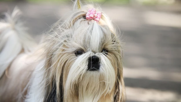 Shih tzu 

Właściciele shih tzu twierdzą, że radość tego psa jest zaraźliwa. To pogodne i towarzyskie zwierzę bez problemu odnajdzie się w mieszkaniu. Na spacerach zazwyczaj dotrzymuje kroku właścicielom, a dodatkowo prezentuje się u ich boku bardzo elegancko. Odpowiednio nauczony, nie ma problemu z zostawianiem w domu pod nieobecność opiekuna.  

Shih tzu słynie z tego, że jest niezależny i uparty, dlatego nie należy się dziwić, gdy "obrazi się" na nas i ostentacyjnie odejdzie. Jego pogodny charakter sprawia, że doskonale sprawdzi się jako członek rodziny z dziećmi. Dogada się też z seniorami oraz osobami, które posiadają już inne zwierzęta. Bardzo ważne jest codzienne czesanie sierści - tylko w ten sposób unikniemy kołtunów. Spłaszczony pysk sprzyja problemom z oddychaniem oraz przegrzewaniem się.

Ważą od 4,5 do 7 kg i żyją zazwyczaj od 10 do 16 lat. 