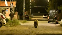 Jak donoszą tamtejsze media, mieszkańcy byli początkowo zaintrygowani nietypowym widokiem, ale ciekawość szybko przerodziła się w strach i panikę.