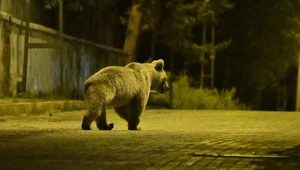 Niedźwiedź z Kars: Niebezpieczny gość na ulicach miasta