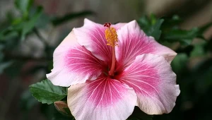 Twój hibiskus nie chce kwitnąć? Powód jest tak banalny, że aż trudno uwierzyć