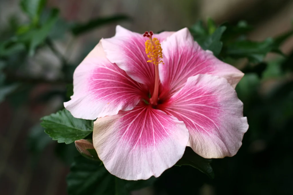 Osoby z nadciśnieniem nie powinny spożywać hibiskusa