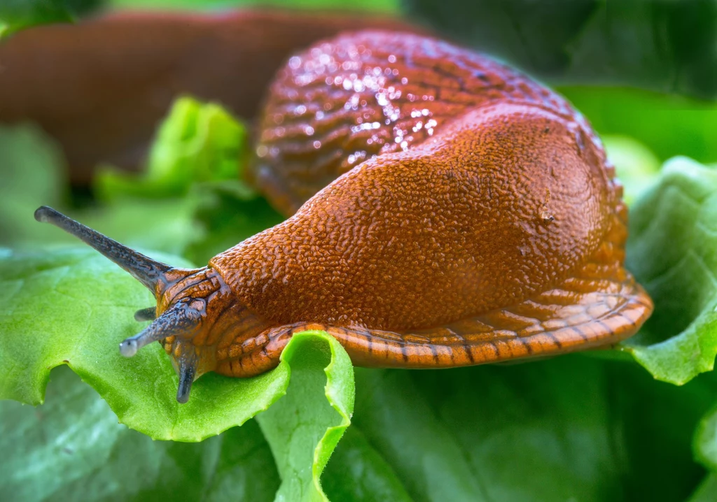 Skuteczne sposoby na walkę ze ślimakami znajdziesz również wśród roślin