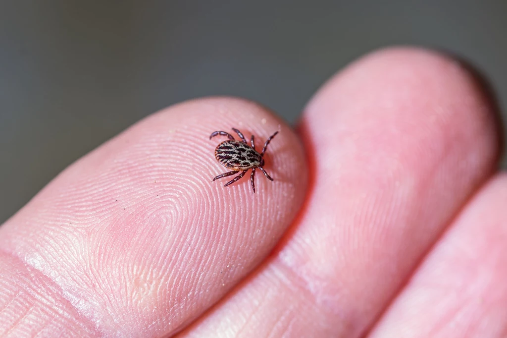 Kleszcze podczas wbicia się w skórę wpuszczają specjalne znieczulenie