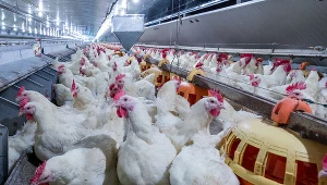 Rośnie import drobiu i jaj z Ukrainy. Polscy hodowcy apelują o wprowadzenie rozwiązań, które zabezpieczą hodowle