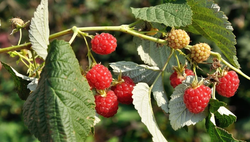 Maliny od A do Z – uprawa, właściwości i zastosowanie