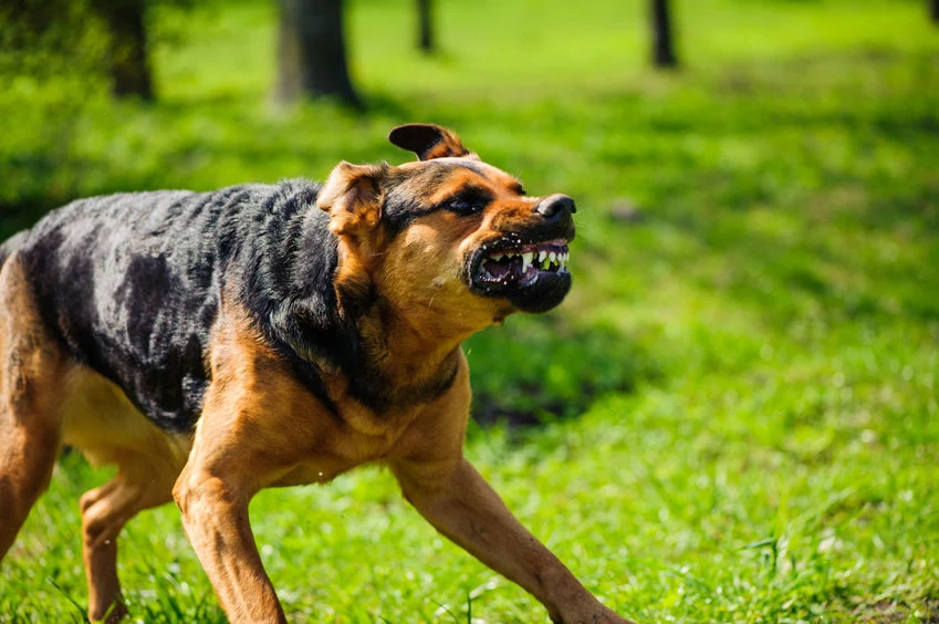 Agresja smyczowa psa może mieć źródło w jego lękach i frustracjach 