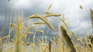 ​Pakt klimatyczny dla polskiego rolnictwa