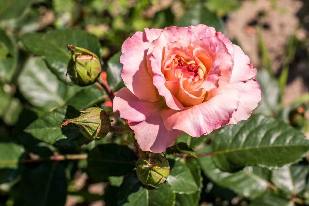 Róża jest znana od bardzo dawna, ale dopiero od ok. trzystu lat trwają prace, których celem jest nie tylko piękno tego kwiatu i produkcja nowych odmian, ale także sprawienie aby był odporny na różne choroby