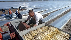Polacy często pracowali przy szparagach 