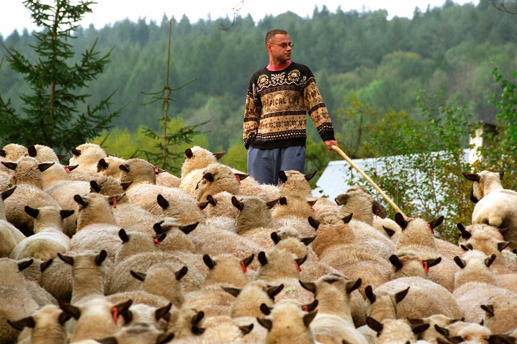 Na bieszczadzkich halach można spotkać wolno pasące się owce i kozy. Wiele gospodarstw prowadzi własną produkcję serów. Na bieszczadzkich halach można spotkać wolno pasące się owce i kozy. Wiele gospodarstw prowadzi własną produkcję serów.