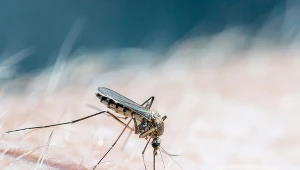 Chmary komarów to nie plaga, ale normalny cykl związany z wilgotnym początkiem lata - przekonuje zoolog