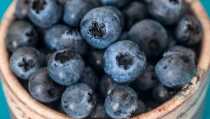 Obecnie przy zbiorze borówki na plantacji w Białousach pracuje około 900 osób