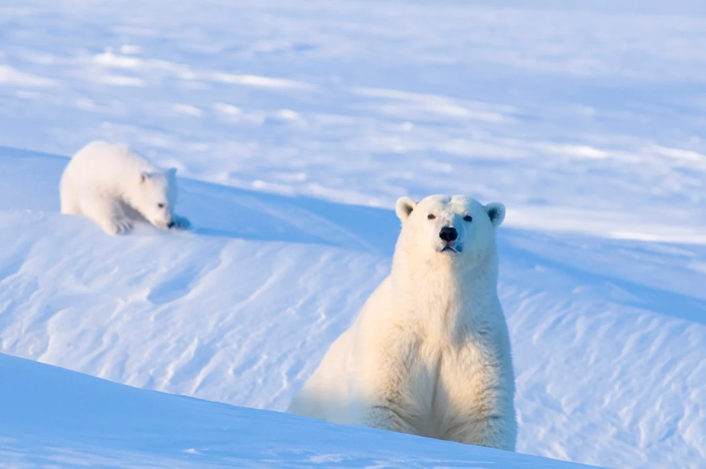 Niedźwiedzie polarne w regionie, gdzie żyją, są zagrożone. Stąd pomysł, by je przenieść