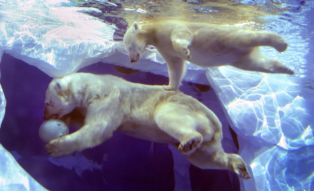 Niedźwiedziom polarnym żyjącym na wolności coraz truniej zdobywać pożywienie
