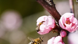 Pszczoły, zdj. ilustracyjne