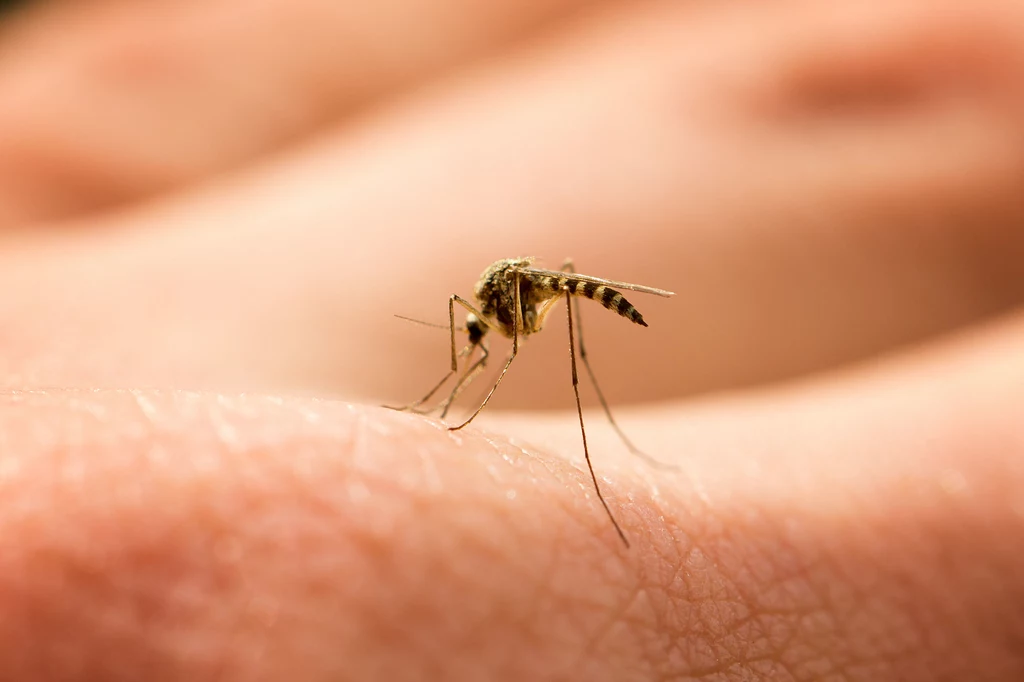 Istnieje wiele skutecznych sposobów na odstraszenie komarów