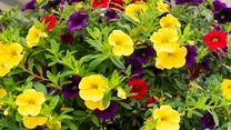 Calibrachoa million bells

Ta kaskadowa kuzynka petunii od czerwca do późnej jesieni obsypana jest mnóstwem drobnych, dzwonkowatych kwiatów (stąd nazwa „milion dzwonków”). Preferuje żyzne, przepuszczalne podłoże o lekko kwaśnym odczynie (5-5,5 pH), ale poradzi sobie też w typowej ziemi kwiatowej. Wspaniale rośnie w słońcu, ale toleruje półcień. W przeciwieństwie do petunii lepiej znosi kaprysy pogodowe – deszcz, wiatr, upał oraz  wahania temperatury. Ciekawe odmiany: „Dark Blue” – kwiaty niebieskie, „Cherry Star” – ciemnoróżowe, z żółtą gardzielą i żółtymi paskami na płatkach, „Volcano Gold” – żółtopomarańczowe z siateczką widocznych nerwów.

Uprawianą w kwaśnym podłożu roślinę opryskujemy chelatem żelazowym. Chroni on liście przed chlorozą i ożywia ich zieloną barwę.