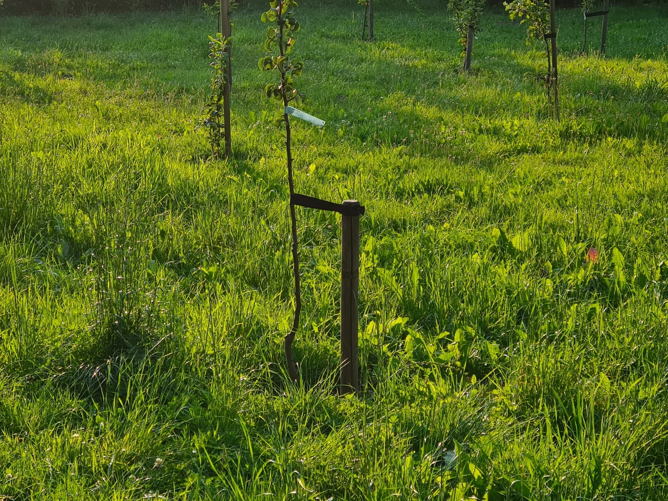 Zdjęcie wykonane Samsungiem Galaxy S20