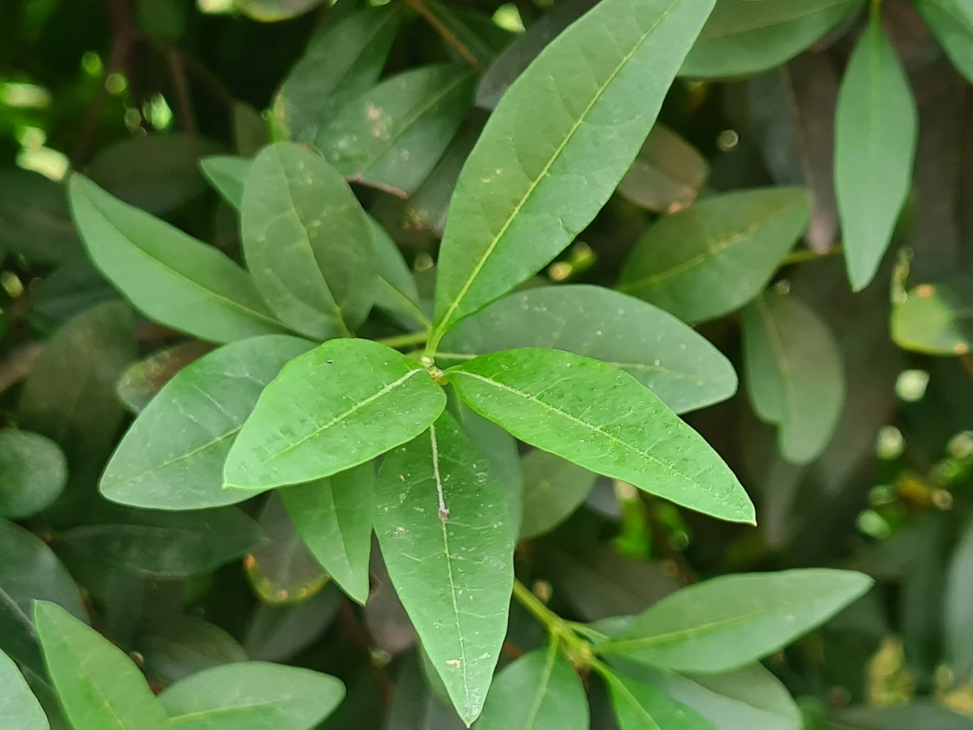 Zdjęcie wykonane Samsungiem Galaxy S20