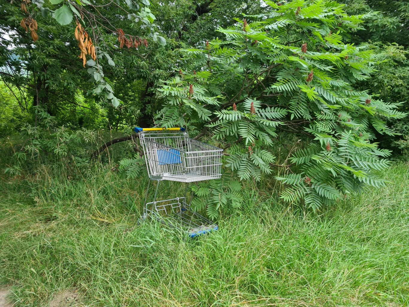 Zdjęcie wykonane Samsungiem Galaxy S20