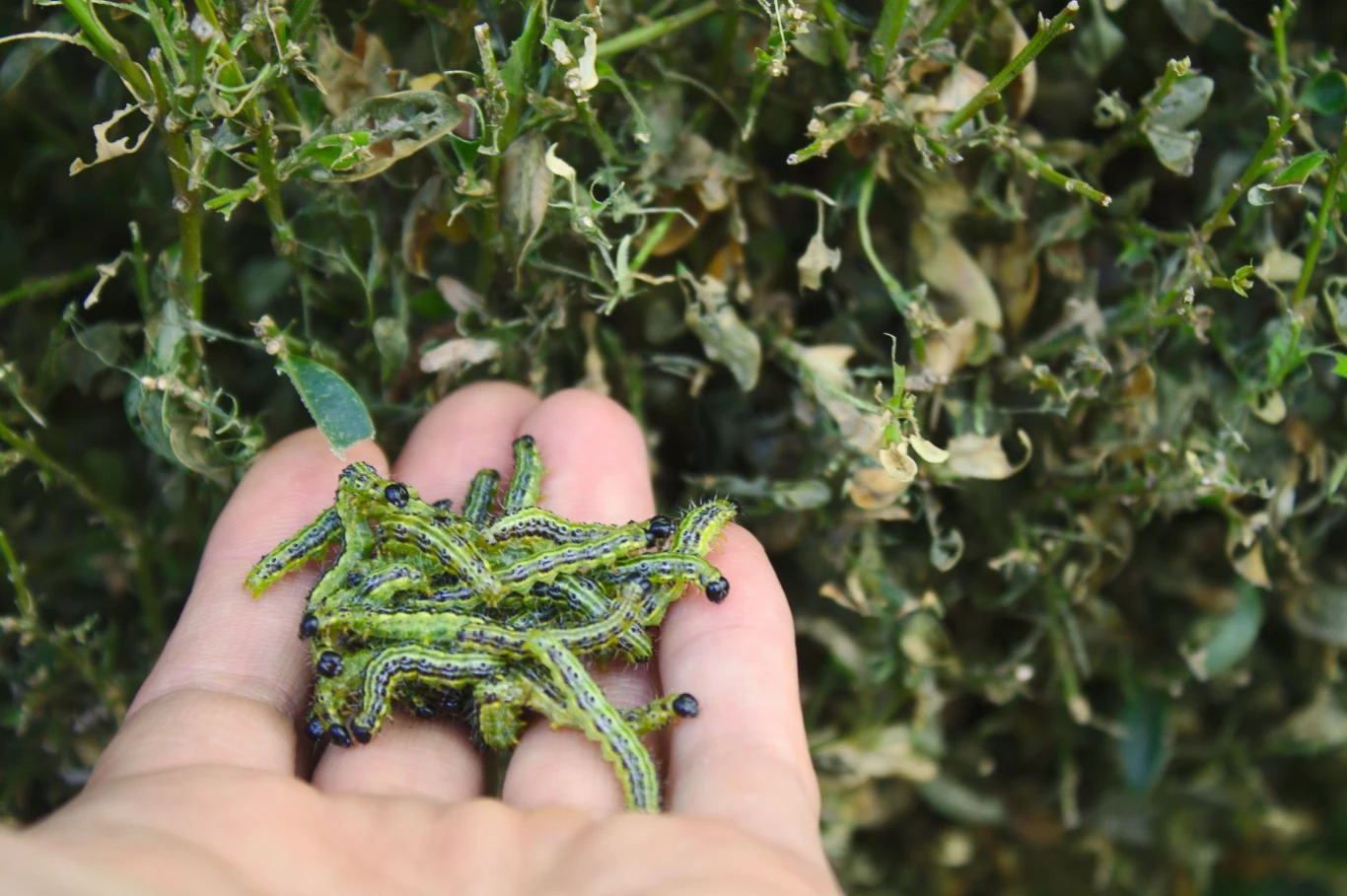 Jeśli zauważymy na roślinach ćmę bukszpanową, powinniśmy natychmiast zareagować. Istnieją naturalne metody, by zwalczyć szkodniki. Jeśli zauważymy na roślinach ćmę bukszpanową, powinniśmy natychmiast zareagować. Istnieją naturalne metody, by zwalczyć szkodniki.
