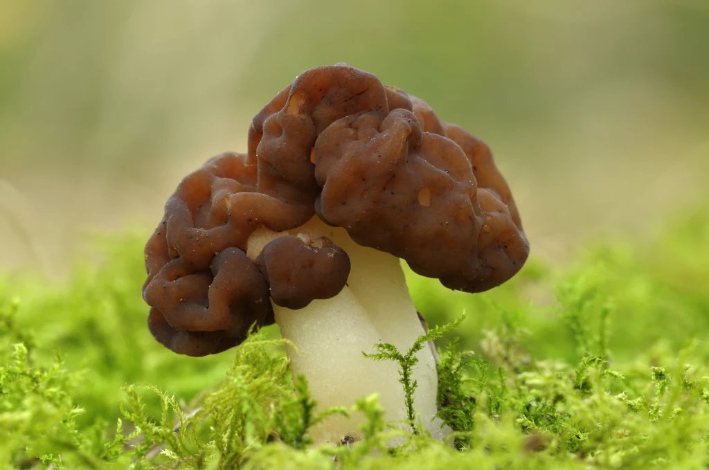 Gyromitra esculenta