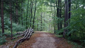 Trzy rodzaje premii na zalesianie