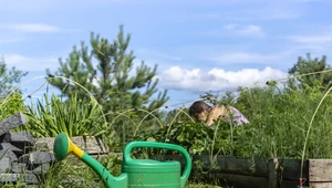 Sześć sposobów na podlewanie roślin na działce