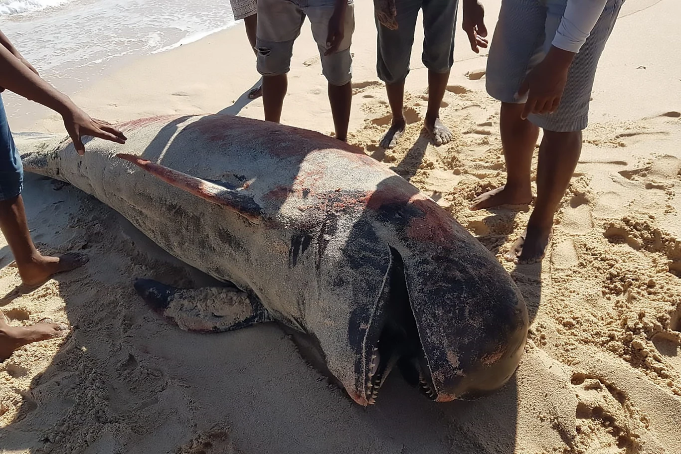 Martwe wieloryby na indonezyjskiej plaży