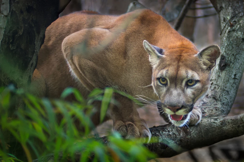 Puma - zdjęcie ilustracyjne