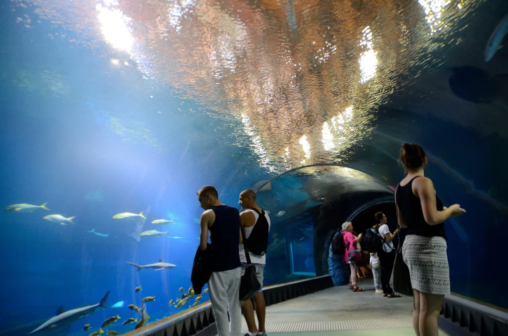 Afrykarium we wrocławskim zoo (województwo dolnośląskie). Pierwsze w Polsce oceanarium, ale również jedyne na świecie poświęcone faunie i florze tylko jednego kontynentu. Afrykarium we wrocławskim zoo (województwo dolnośląskie). Pierwsze w Polsce oceanarium, ale również jedyne na świecie poświęcone faunie i florze tylko jednego kontynentu.