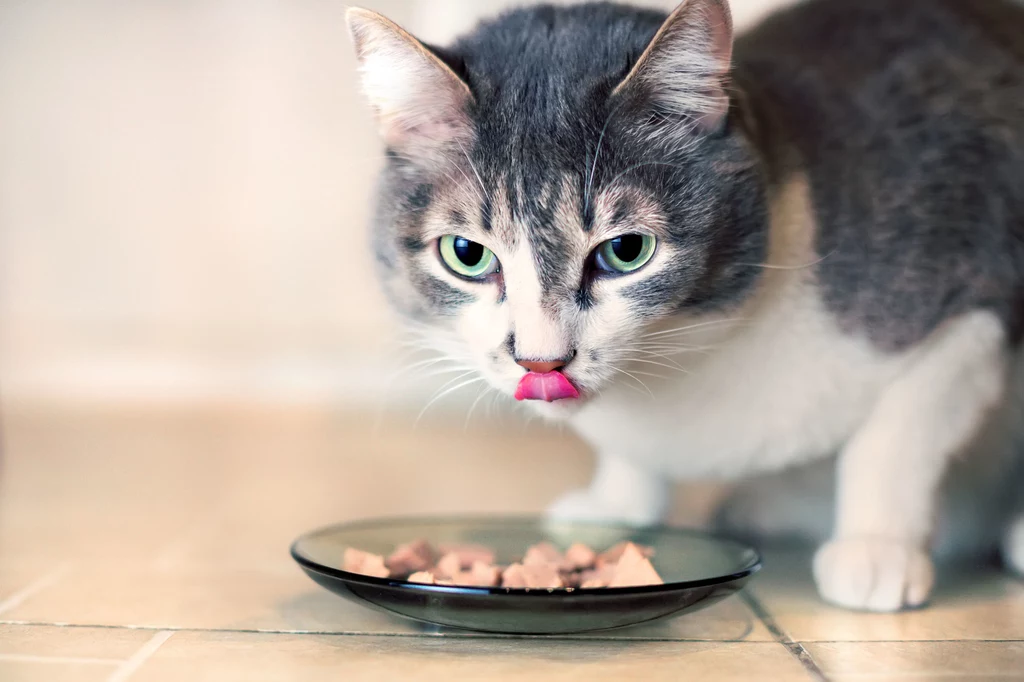 Kot zje człowieka, gdy będzie już bardzo głodny