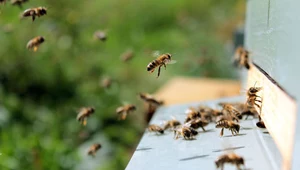 Użądlenia to niekiedy nie tylko ból i dyskomfort. Zdarzają się poważniejsze powikłania.