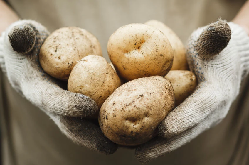Starsze ziemniaki na ogół lepiej nadają się na placki ziemniaczane