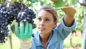 Będą nowe limity dla polskich winiarzy