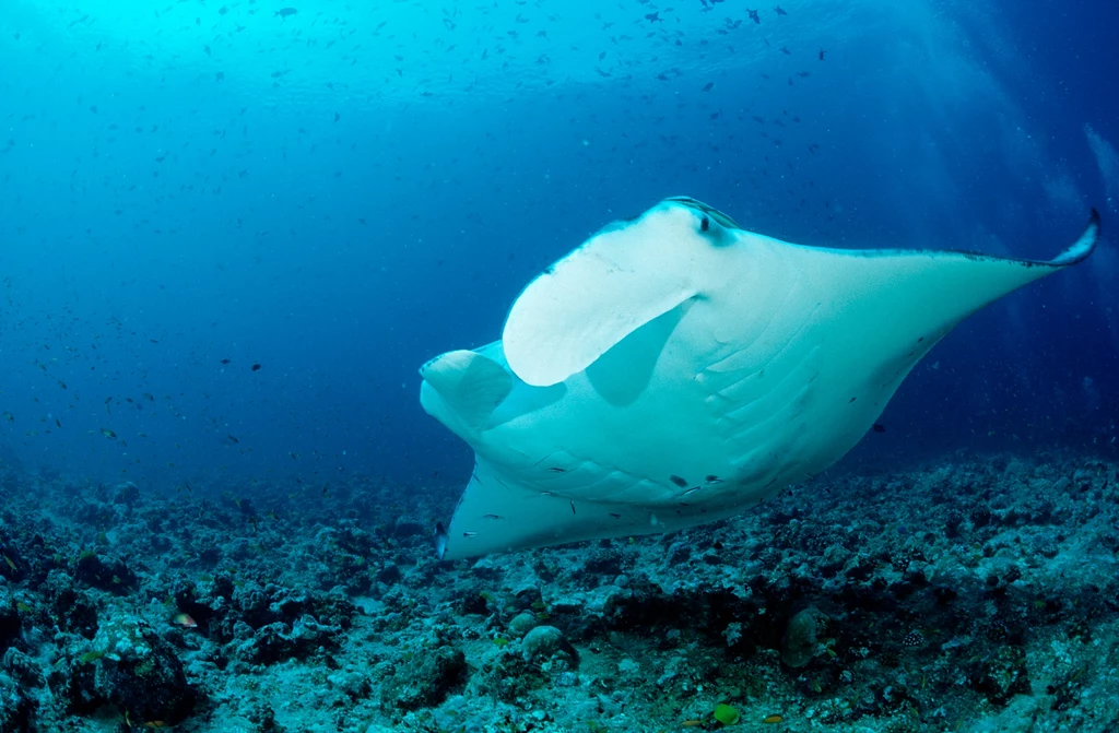 W oceanicznych głębinach kryją się prawdziwi wodni giganci