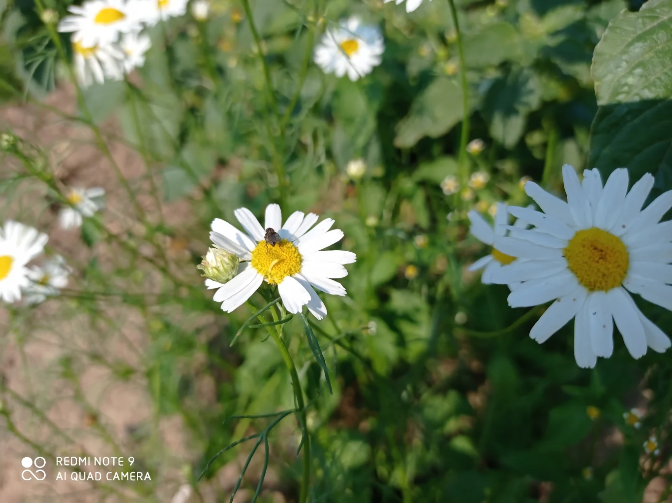 Zdjęcie wykonane Redmi Note 9