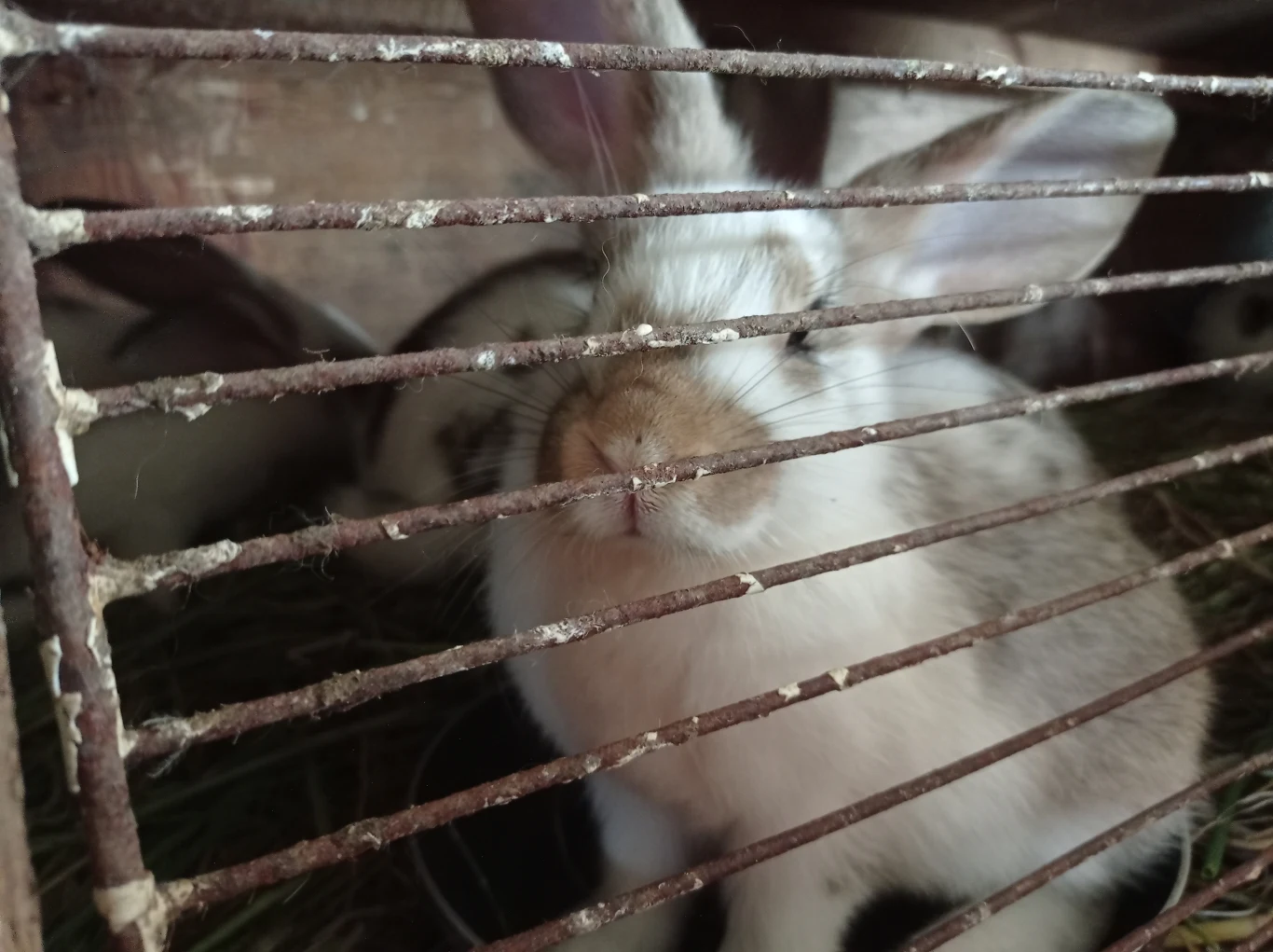 Zdjęcie wykonane Redmi Note 9