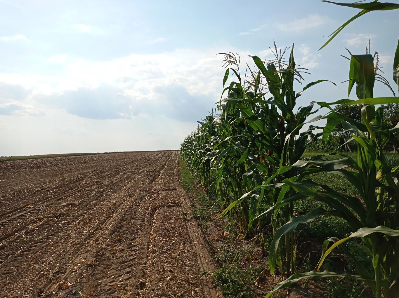 Zdjęcie wykonane Redmi Note 9