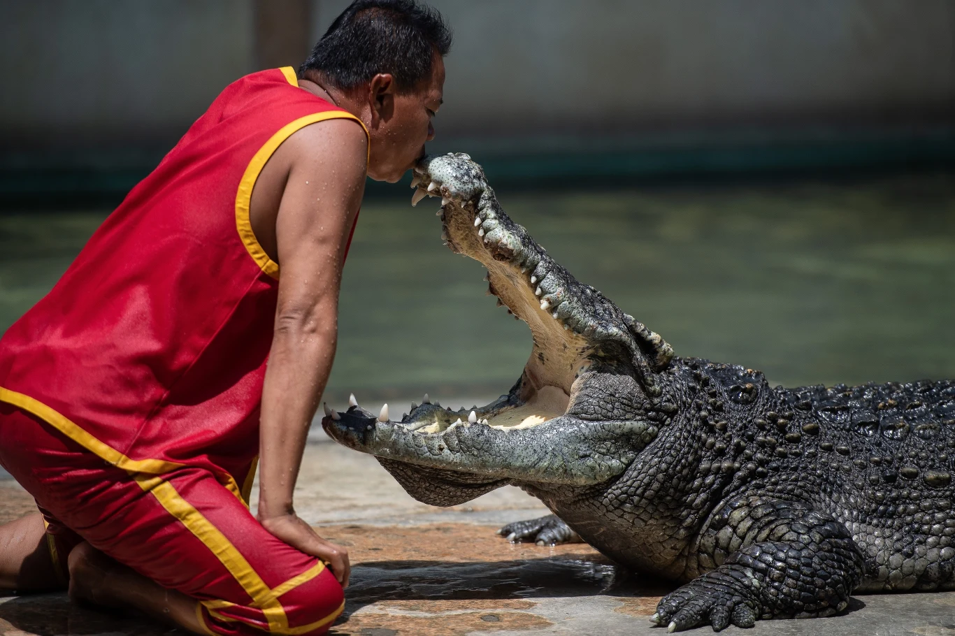 Zaklinacze krokodyli są w Tajlandii uważani za artystów i bardzo szanowani.