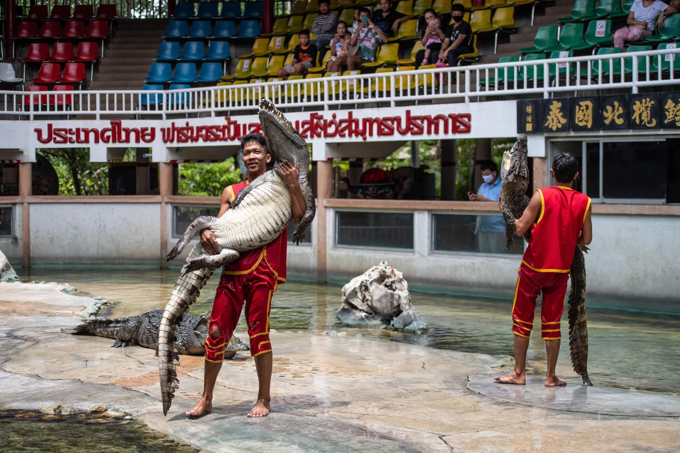 Zaklinacze noszą krokodyle na rękach, wkładają głowy w ich paszcze, a także… całują gady w nos.