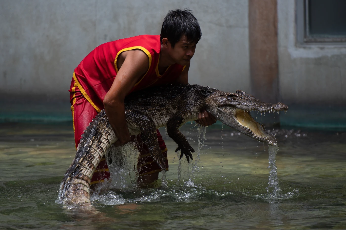 Przedstawiciele Crocodile Farm and Zoo odpierają jednak te zarzuty, mówiąc, że posłuszeństwo gadów zyskują tym, że opiekują się nimi od małego. 