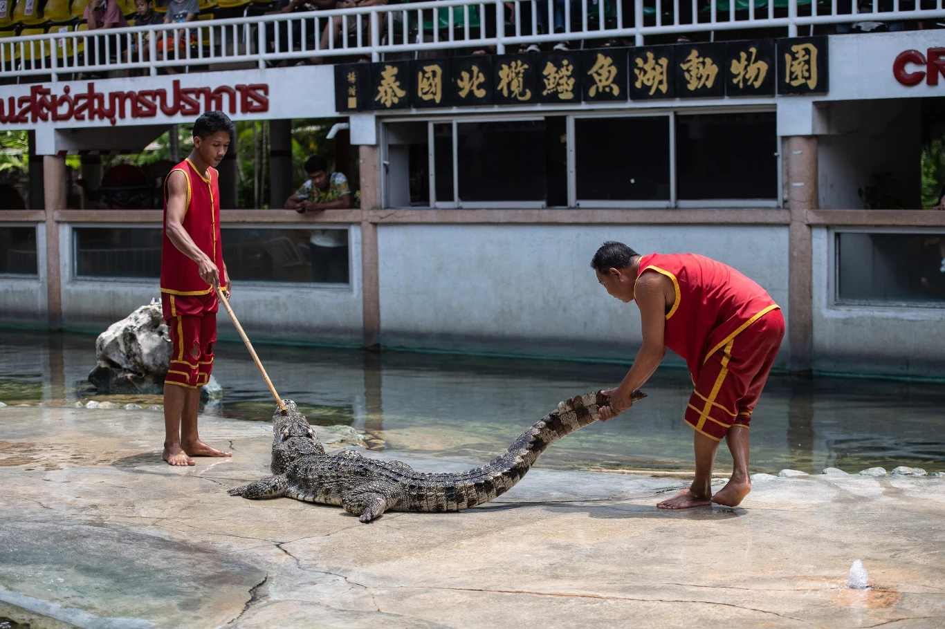 Od kilku lat tresura krokodyli budzi spore kontrowersje. Jej przeciwnicy uważają, że wytrenowanie niebezpiecznego drapieżnika tak, aby ten nie zaatakował zaklinacza, wymaga długoletniej agresji wobec zwierzęcia, której rezultatem jest strach wobec człowieka.
